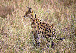 Servals - About TSCO